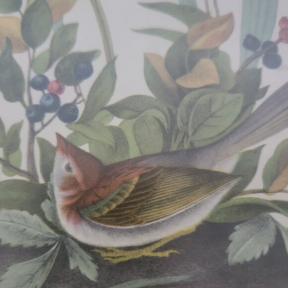 Field Bunting Print of Vintage Lithograph by JJ Audubon Matted & Framed - Picture 4 of 16